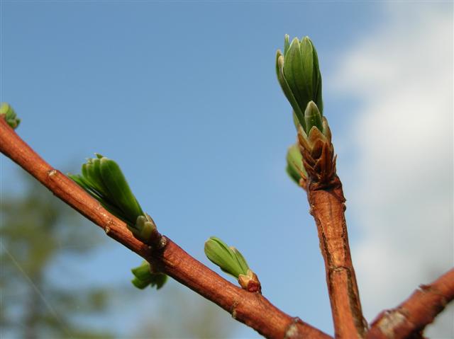 Picture of Metasequoia glyptostroboides  Dawn Redwood