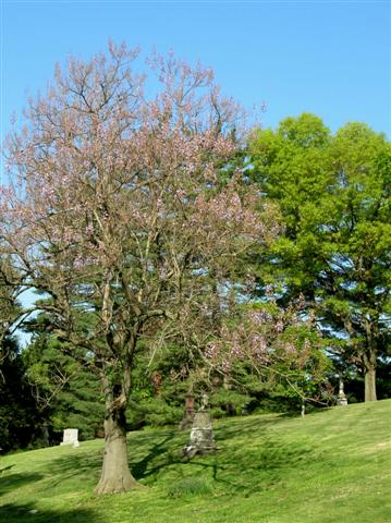 Paulownia tomentosa paulowniatomentosumspringgrove(Small).jpg