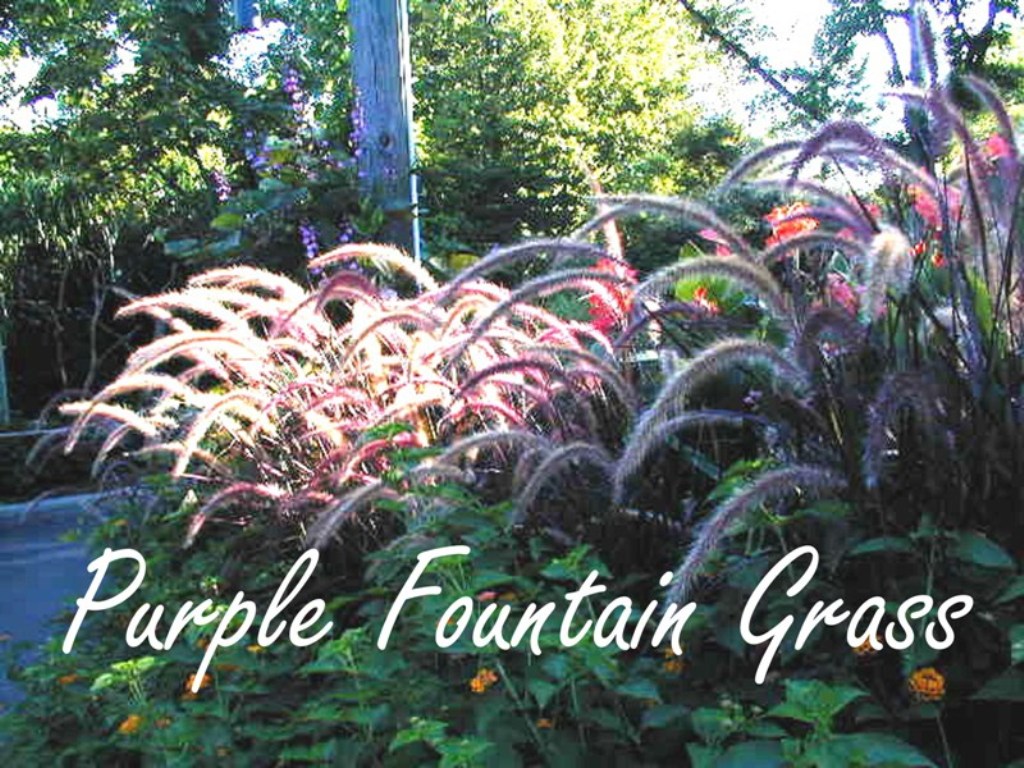 Picture of Pennisetum setaceum  'Rubrum' Graceful Grasses� Purple Fountain Grass