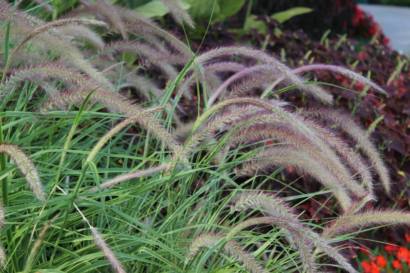 Picture of Pennisetum  setaceum 'Graceful Grasses� Sky Rocket' Graceful Grasses� 'Sky Rocket' Pennisetum 