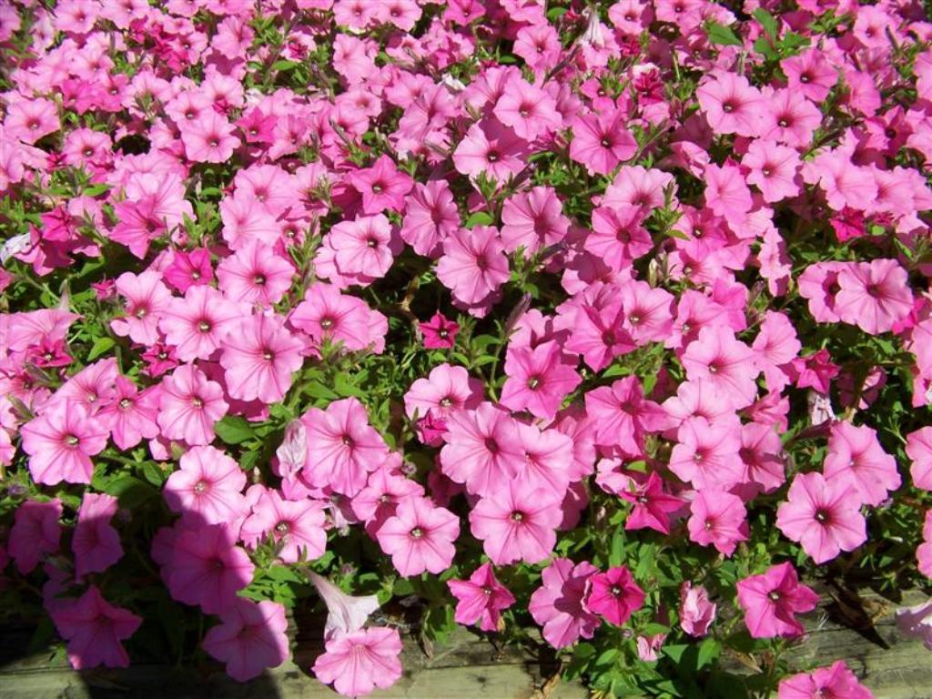 Picture of Petunia hybrid 'Supertunia� Vista Bubblegum�' Supertunia� Vista Bubblegum� Petunia
