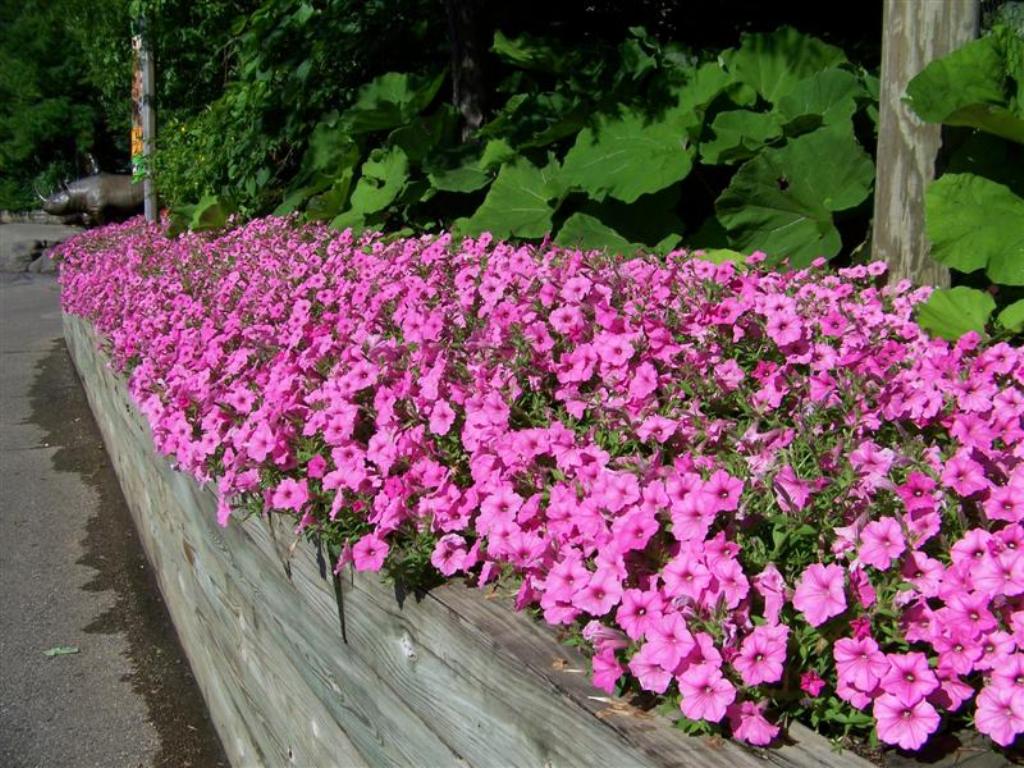 Picture of Petunia hybrid 'Supertunia� Vista Bubblegum�' Supertunia� Vista Bubblegum� Petunia