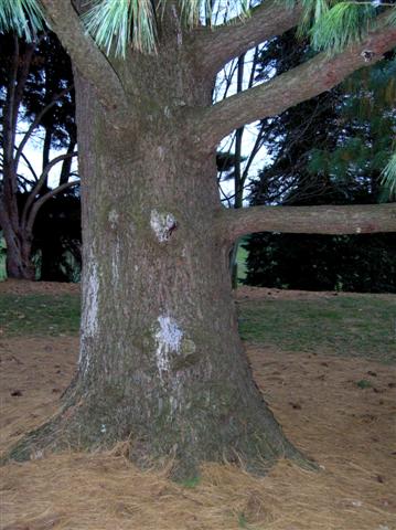 Picture of Pinus wallichiana  Himalayan Pine