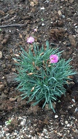 Dianthus chinensis plantplacesimage020130810_155041.jpg