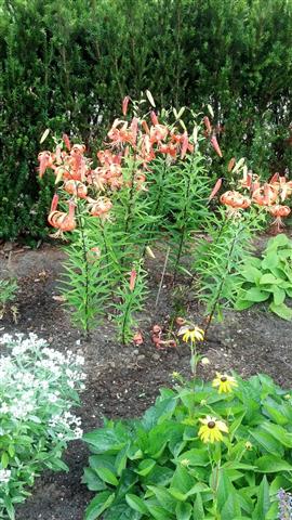 Lilium superbum plantplacesimage020130810_155456.jpg