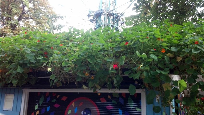 Tropaeolum spp plantplacesimage020130819_114034.jpg