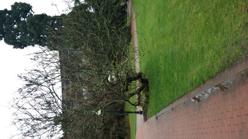 Cercis siliquastrum plantplacesimage020131228_075015.jpg