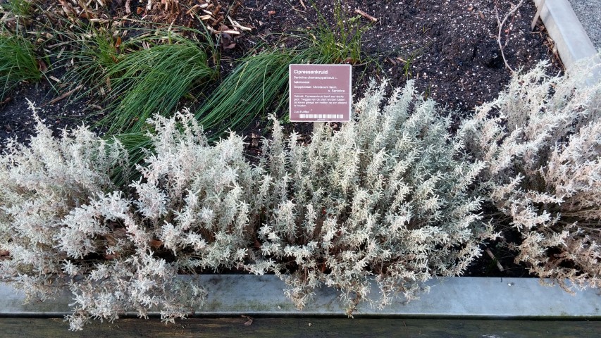 santolina chamaecyparissus plantplacesimage020131229_064943.jpg