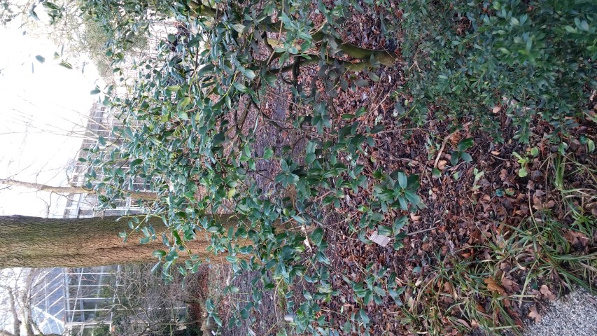 Ilex cornuta plantplacesimage020131229_075342.jpg