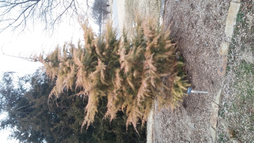 Cedrus deodara plantplacesimage020140305_173757.jpg