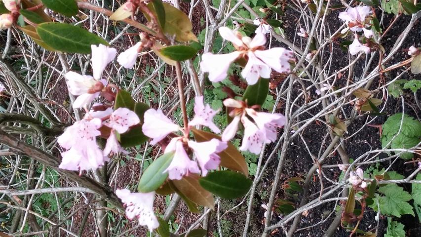 Rhododendron rubiginosum plantplacesimage020140317_212250.jpg
