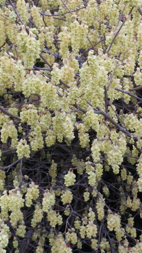 Corylopsis sinensis plantplacesimage020140317_220834.jpg