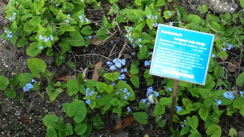 Brunnera macrophylla plantplacesimage020140322_161444.jpg