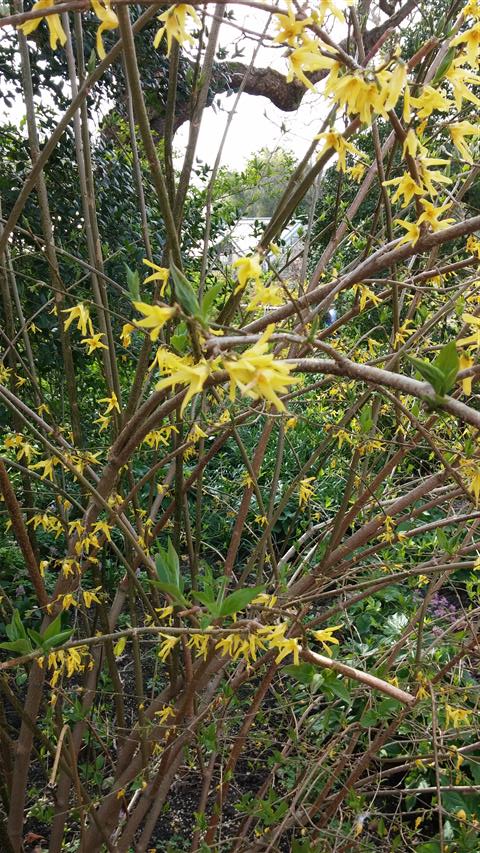Forsythia suspensa var. sieboldii plantplacesimage020140322_170348.jpg
