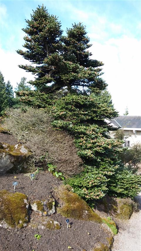 Abies koreana plantplacesimage020140323_110629.jpg