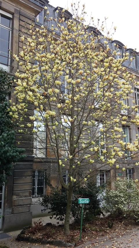 Magnolia acuminata plantplacesimage020140326_135334.jpg