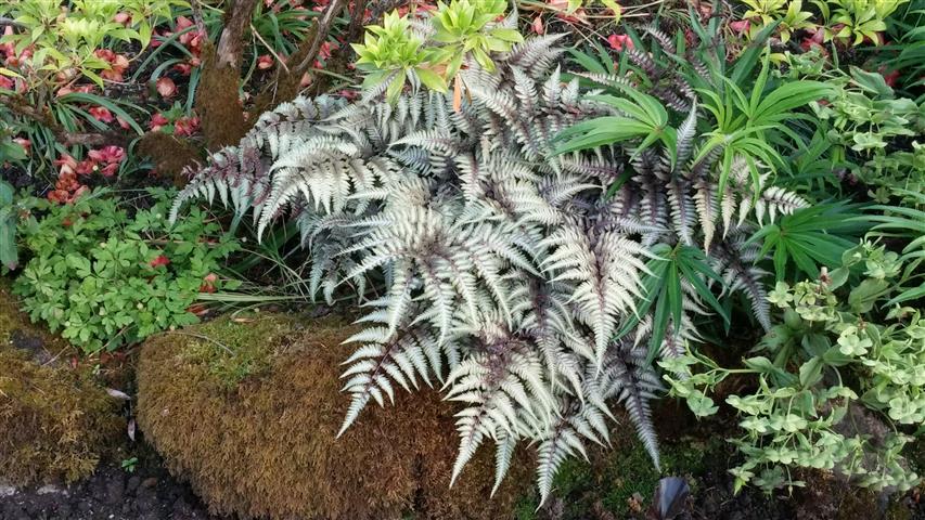 Matteuccia struthiopteris plantplacesimage020140531_202439.jpg