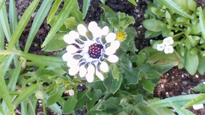 Osteopermum plantplacesimage020140531_204131.jpg