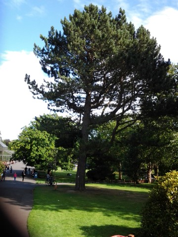 Pinus nigra plantplacesimage20140809_114110.jpg