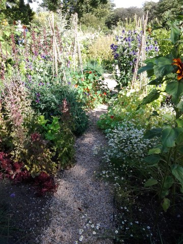 Tropaeolum spp plantplacesimage20140809_115013.jpg