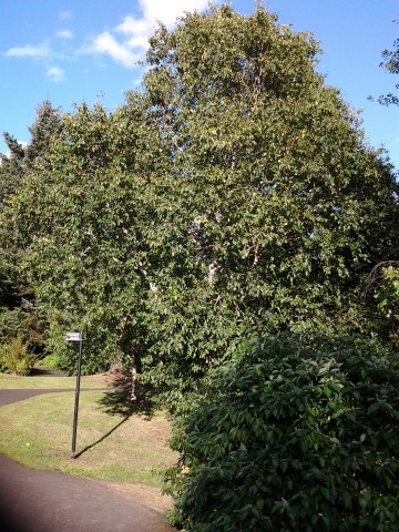 Betula utilis plantplacesimage20140809_130135.jpg