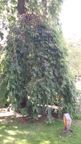 Fraxinus excelsior plantplacesimage20140809_145610.jpg