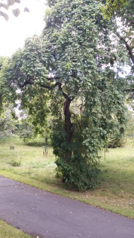 Fraxinus excelsior plantplacesimage20140809_151925.jpg