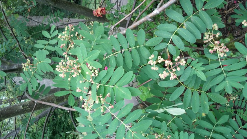 Sorbus oligodonta plantplacesimage20140809_152920.jpg