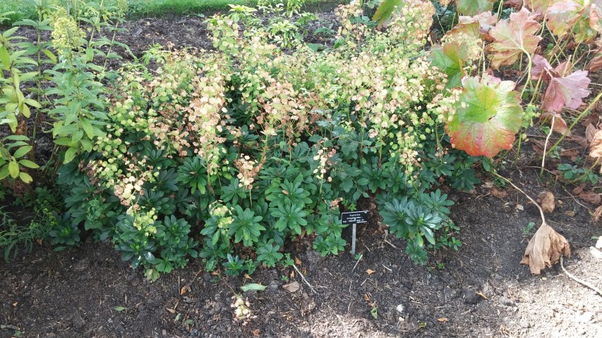 Euphorbia amygdaloides var. robbiae plantplacesimage20140809_154239.jpg