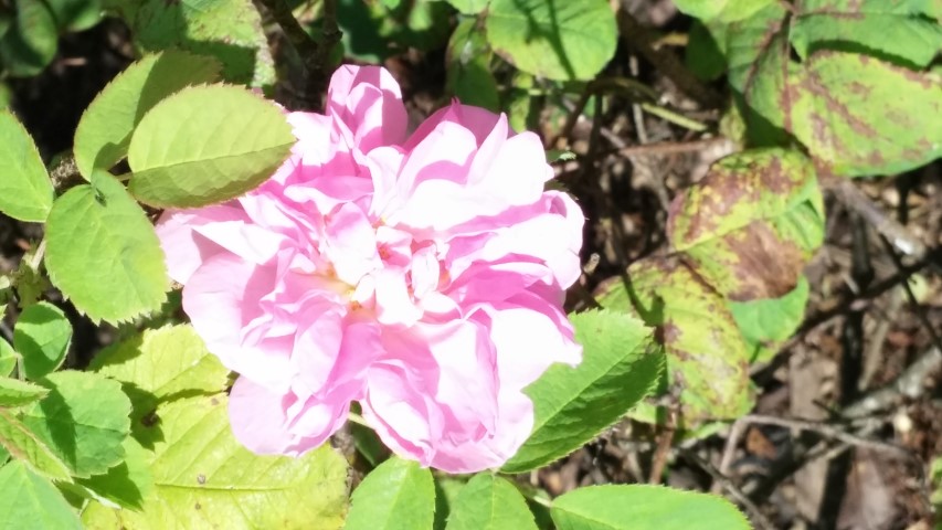 Rosa demascens plantplacesimage20140809_160046.jpg
