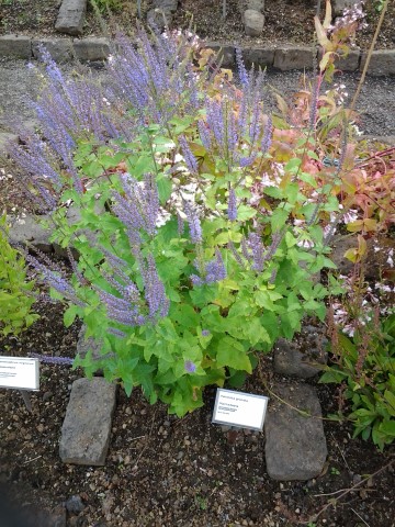 Veronica grandis plantplacesimage20140823_114855.jpg