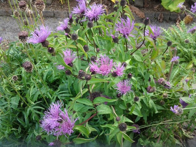 Centaurea kotschyana plantplacesimage20140823_115450.jpg