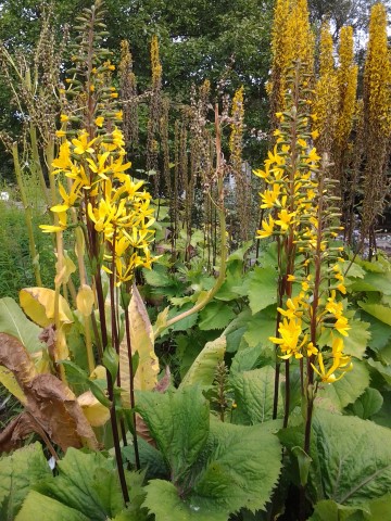 ligularia stenochephala plantplacesimage20140823_115903.jpg