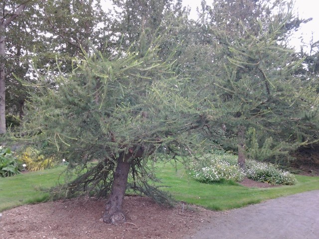 Larix decidua plantplacesimage20140823_124157.jpg