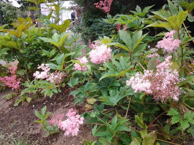 Filipendula glaberrima plantplacesimage20140823_124547.jpg