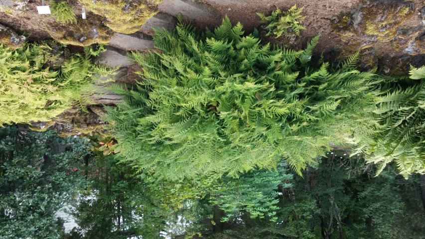 Athyrium filix-femina plantplacesimage20140823_152522.jpg