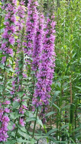 Lythrum scalaria plantplacesimage20140823_155314.jpg