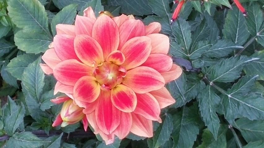 Dahlia hybrid plantplacesimage20140828_130755.jpg