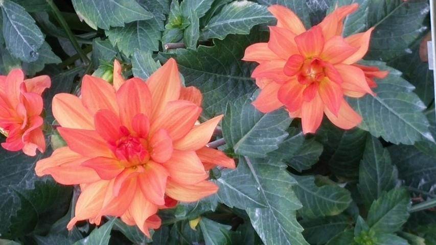 Dahlia hybrid plantplacesimage20140828_131004.jpg