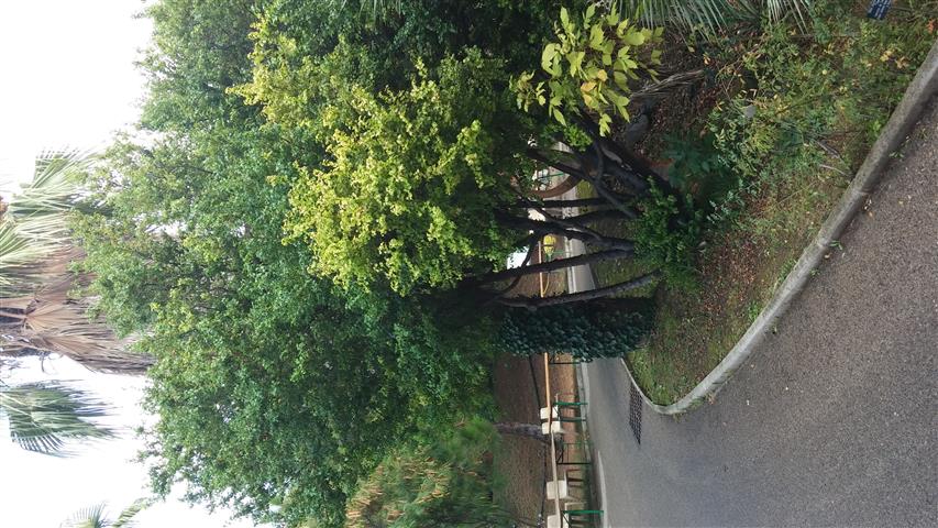 Prunus ilicifolia plantplacesimage20141011_131450.jpg