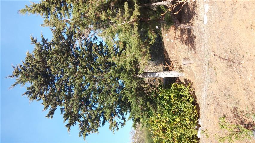 Cupressus sempervirens plantplacesimage20141011_152052.jpg