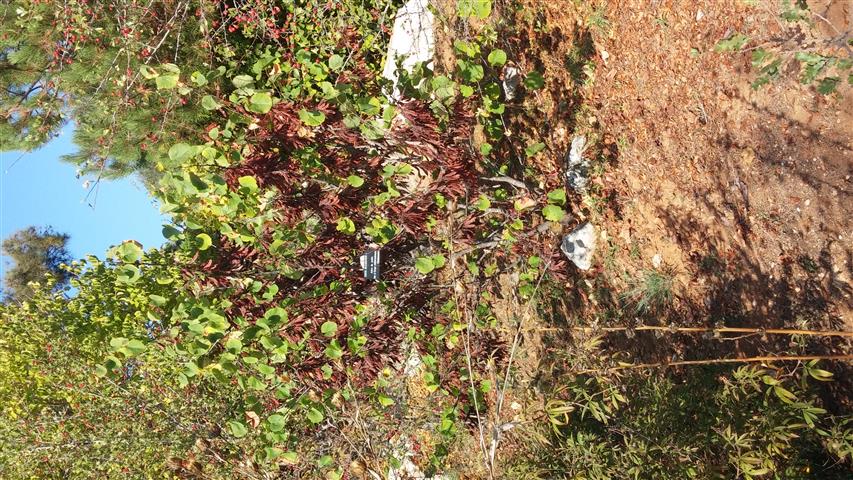 Cercis siliquastrum plantplacesimage20141011_160456.jpg