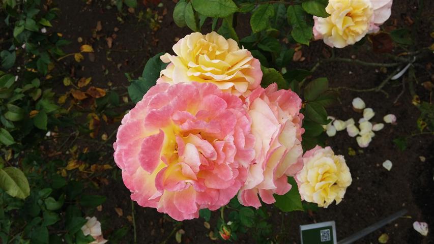 Rosa spp plantplacesimage20141012_125844.jpg