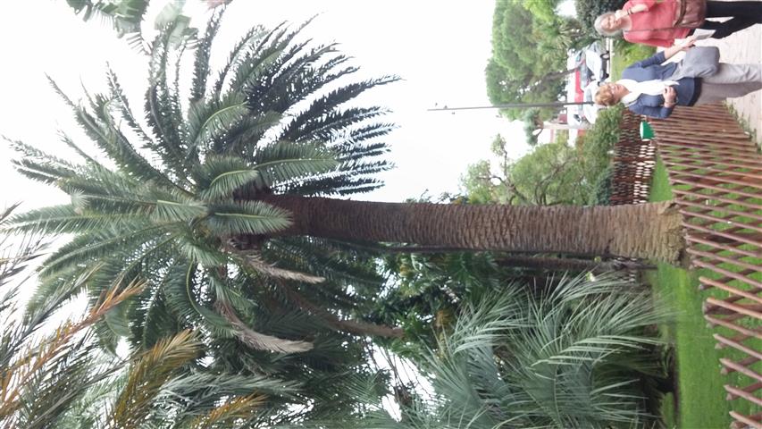 Phoenix canariensis plantplacesimage20141012_132234.jpg