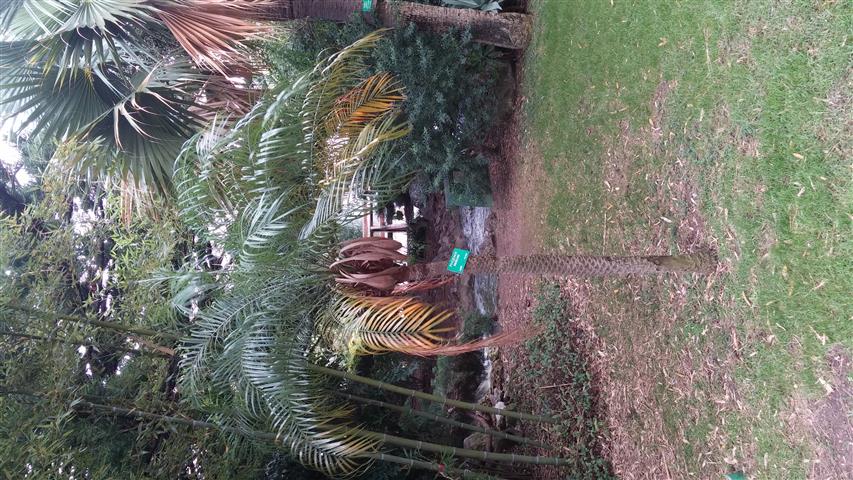 Phoenix roebelenii plantplacesimage20141012_140500.jpg