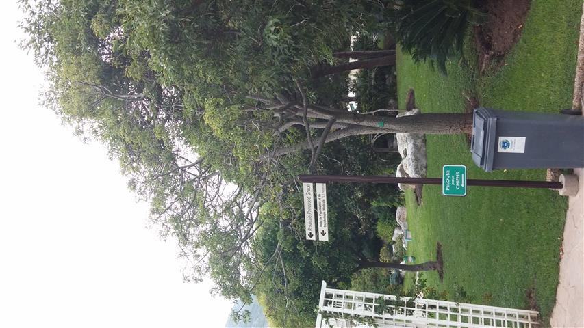 Chorisia speciosa plantplacesimage20141012_142016.jpg