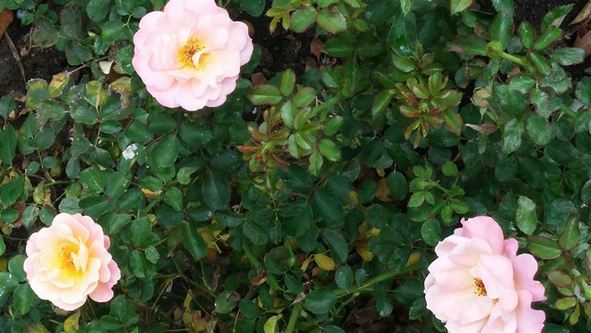 Rosa spp plantplacesimage20141012_144935.jpg