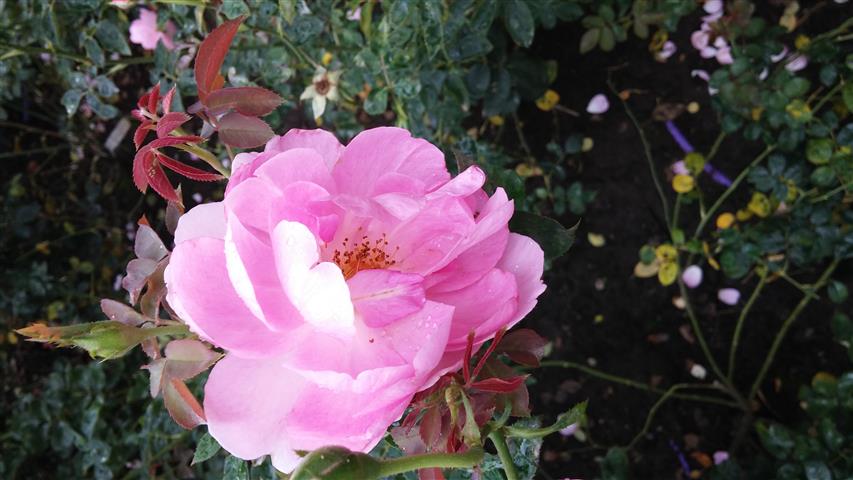 Rosa spp plantplacesimage20141012_145027.jpg