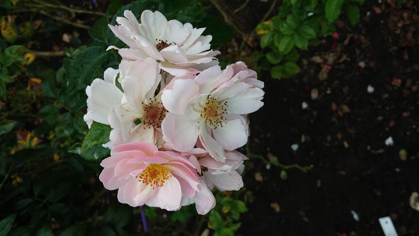 Rosa spp plantplacesimage20141012_145117.jpg