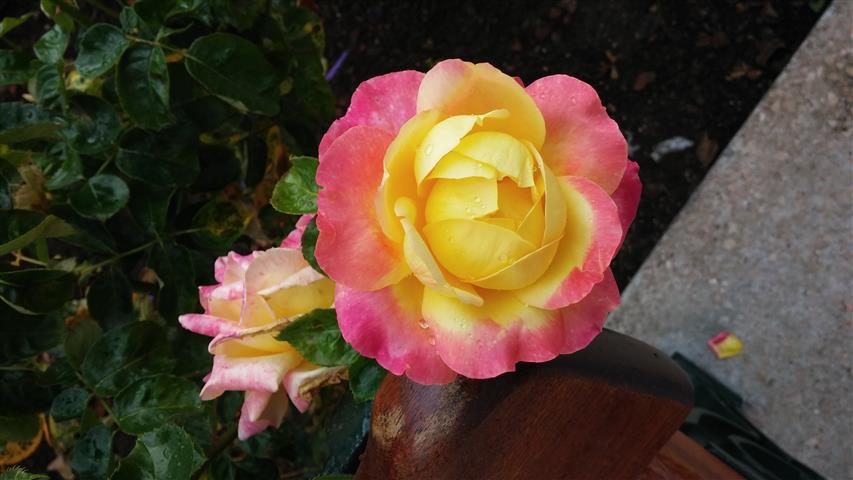 Rosa spp plantplacesimage20141012_150248.jpg